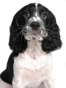 史賓格犬的小狗