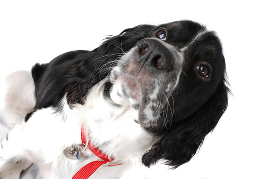 英國史賓格犬