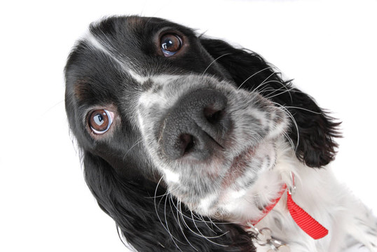 英國史賓格犬