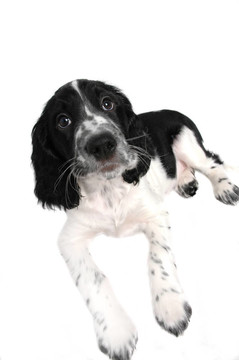 英國史賓格犬