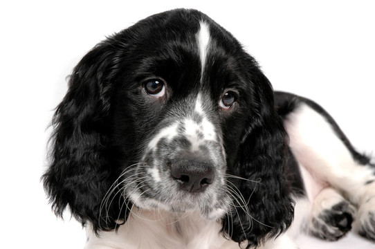 英國史賓格犬
