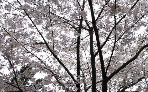 摘櫻桃樹(shù)