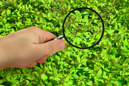 植物檢驗(yàn)