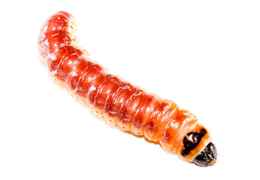 大麥蟲(chóng)