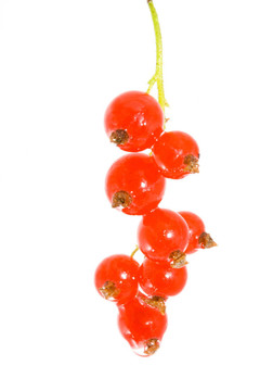 紅醋栗