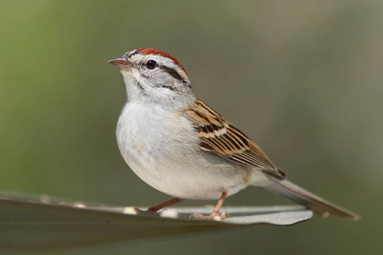 削Sparrow