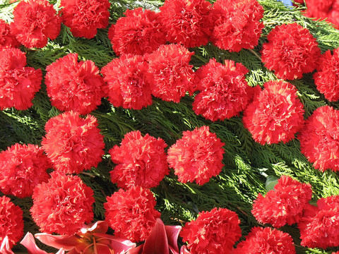 紅色康乃馨花花環(huán)特寫彩色背景