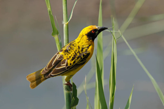 發(fā)現(xiàn)支持Weaver