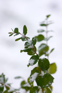 綠枝上的第一雪