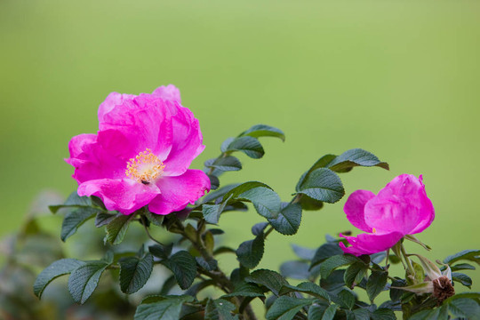 犬薔薇