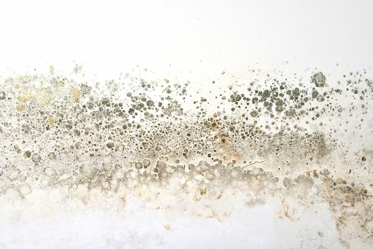 發(fā)霉的石灰墻