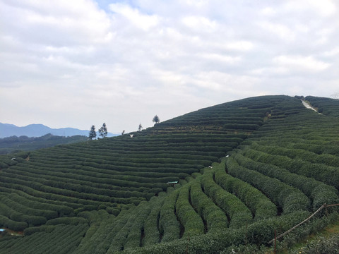 茶山茶田