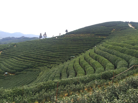 茶田茶樹