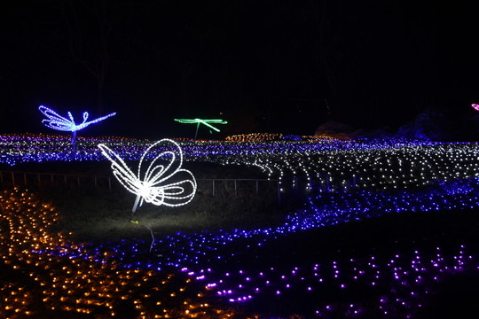 燈展