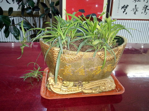綠植