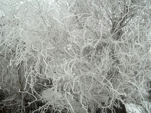 雪松