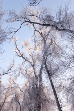 冬天的樹林