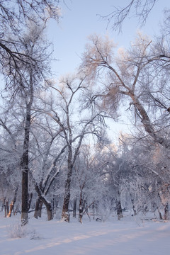 冬天的樹(shù)林