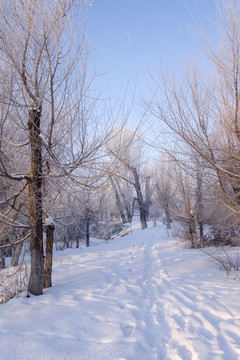 冬天的樹(shù)林
