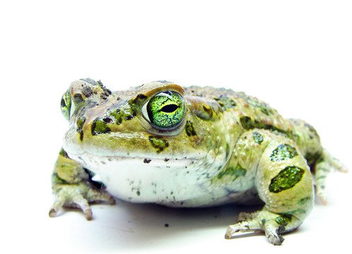 蟾蜍