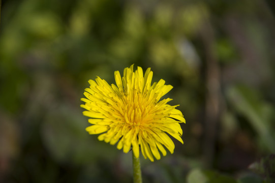 小黃花