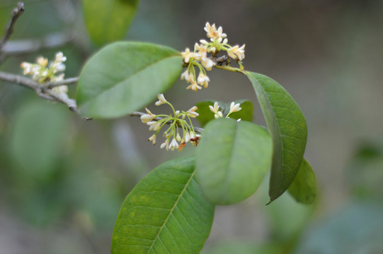 桂花