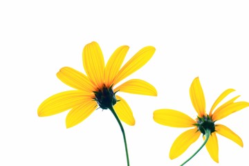 黃色小花