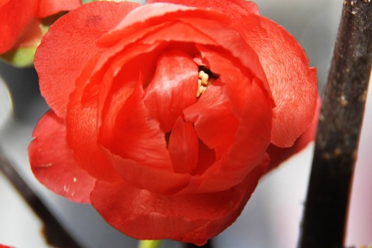 梅花特寫圖