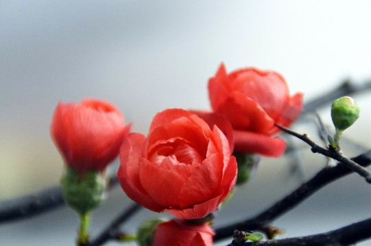 梅花特寫圖