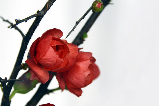梅花特寫圖