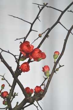 梅花特寫圖