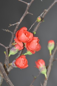 梅花特寫圖