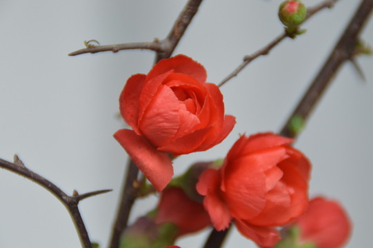 梅花特寫(xiě)圖