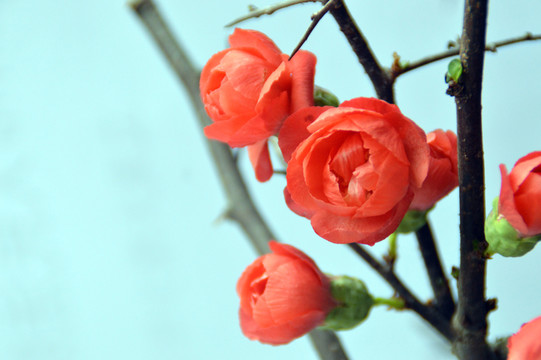 梅花特寫圖