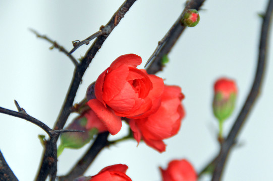 梅花特寫圖