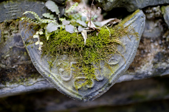 長滿青苔的瓦當(dāng)