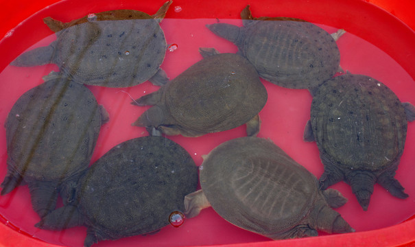 甲魚(yú)群聚圖