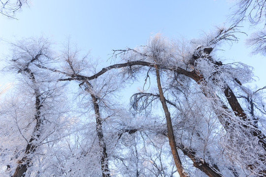 冬天的樹林
