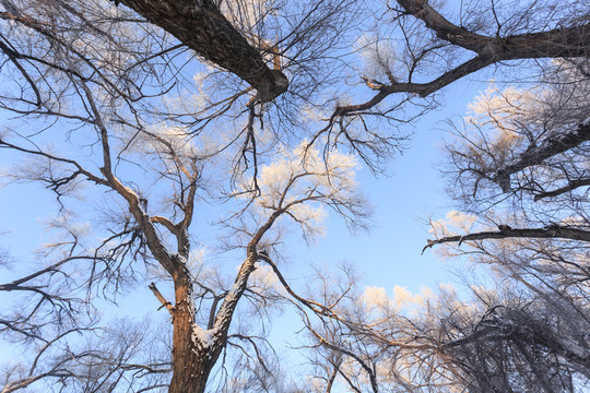 冬雪