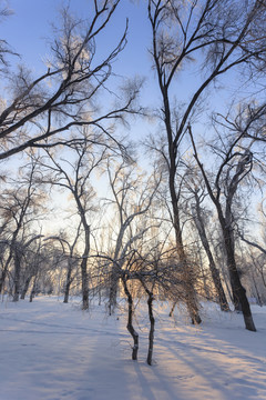 冬雪