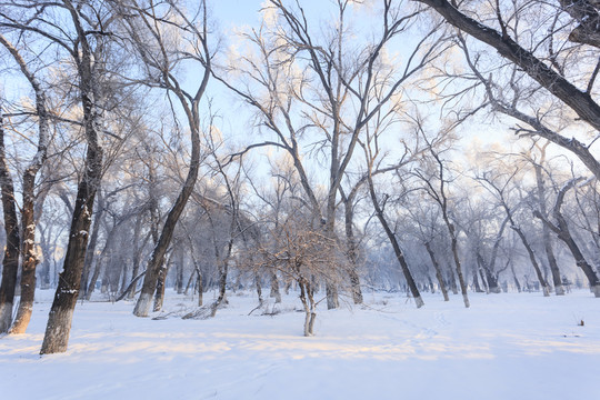 冬雪