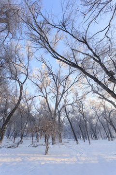 冬雪
