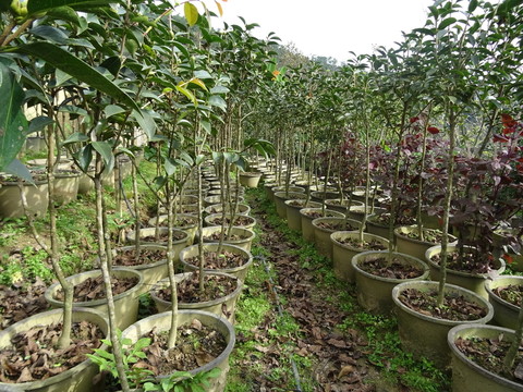 茶花苗圃