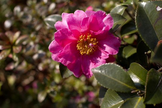 茶花