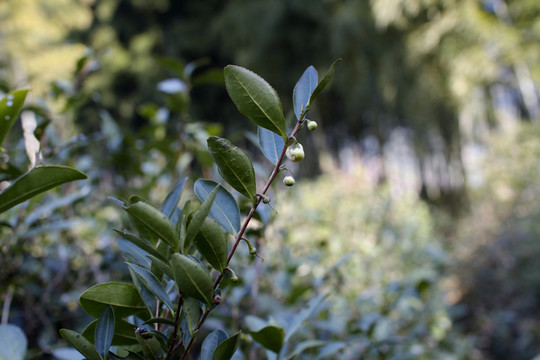 茶樹花蕾