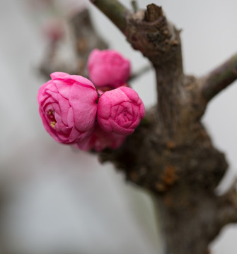 梅花