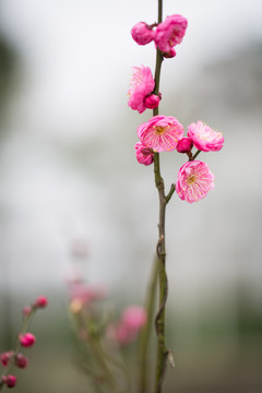 梅花