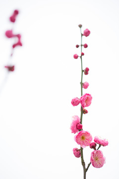 梅花