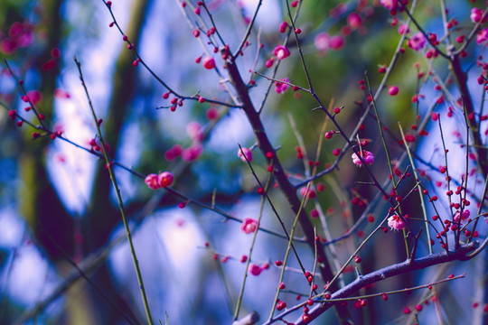 紅梅
