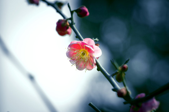 紅梅